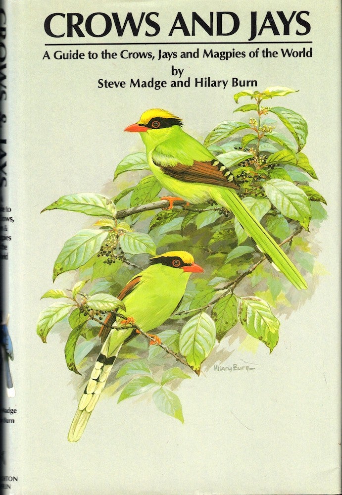 Item #55201 Crows and Jays: A Guide to Crows, Jays and Magpies of the World. Steve Madge, Hilary Burn.